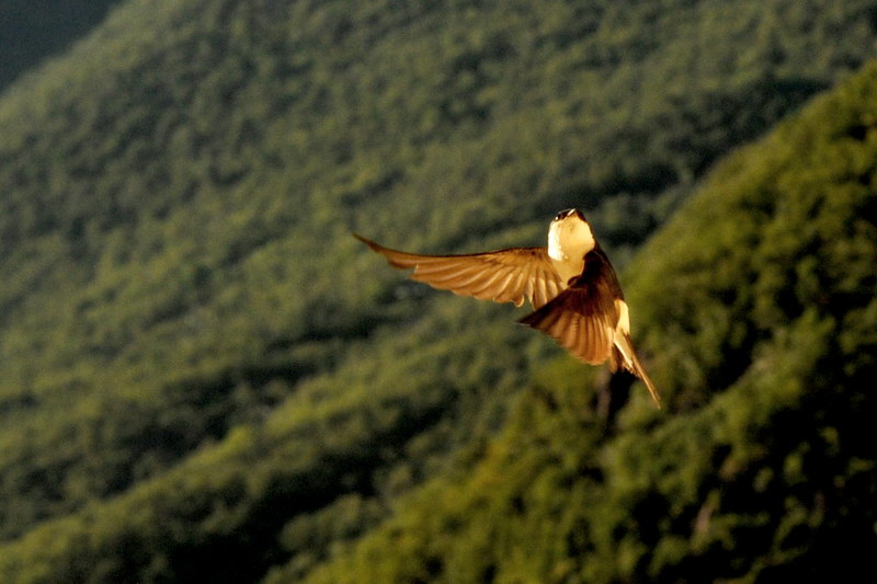 Ad ali spiegate, il sogno di Icaro.