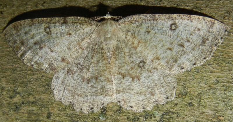 Charissa sp. - Geometridae.......dal Trentino