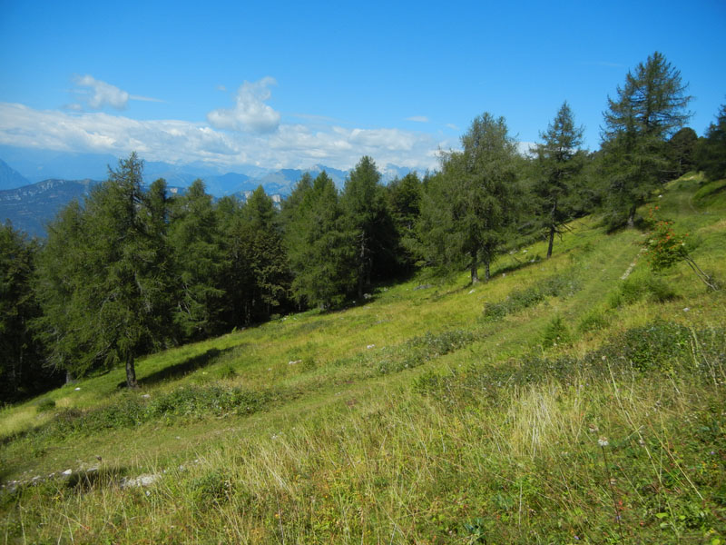 forse: Idaea degeneraria - Geometridae...dal Trentino