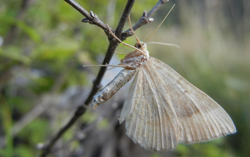 forse: Idaea degeneraria - Geometridae...dal Trentino