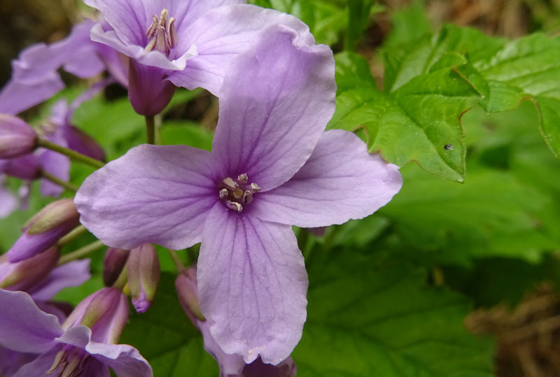 Cardamine pentaphyllos / Dentaria a cinque foglie