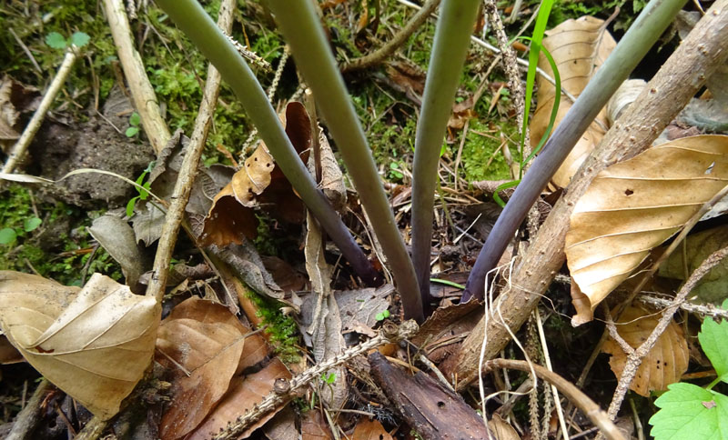 Cardamine pentaphyllos / Dentaria a cinque foglie