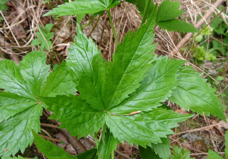 Cardamine pentaphyllos / Dentaria a cinque foglie