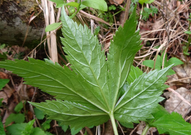 Cardamine pentaphyllos / Dentaria a cinque foglie