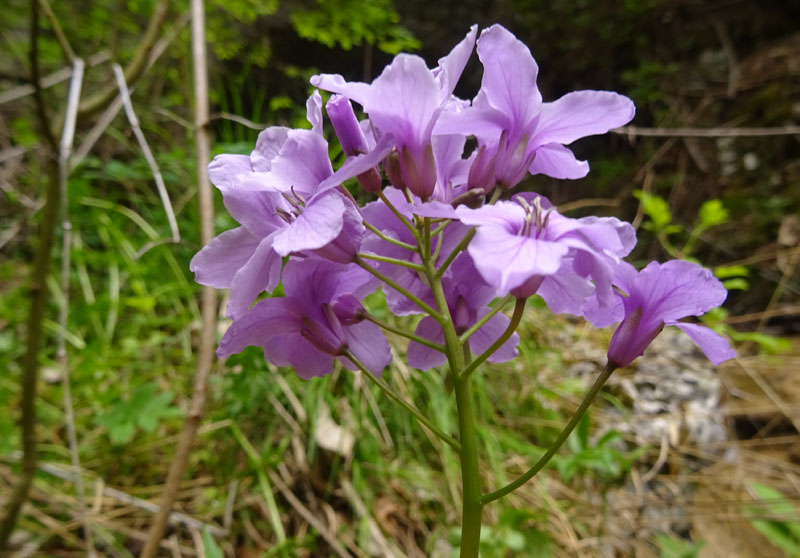 Cardamine pentaphyllos / Dentaria a cinque foglie