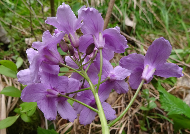 Cardamine pentaphyllos / Dentaria a cinque foglie