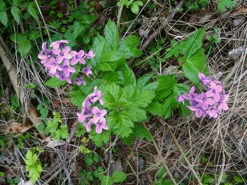 Cardamine pentaphyllos / Dentaria a cinque foglie