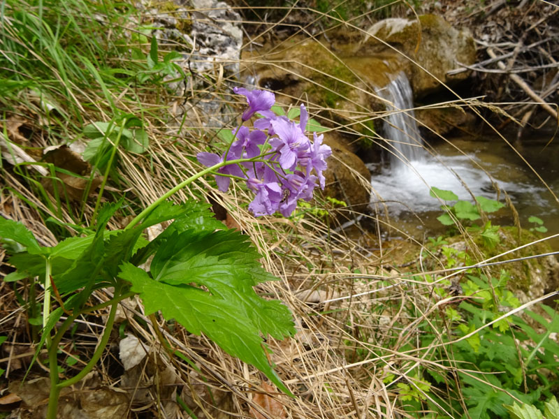 Cardamine pentaphyllos / Dentaria a cinque foglie