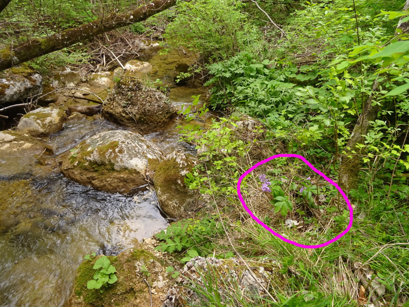 Cardamine pentaphyllos / Dentaria a cinque foglie