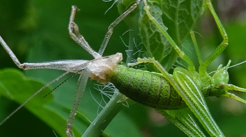 fase finale di una muta...... Leptophyes punctatissima ?