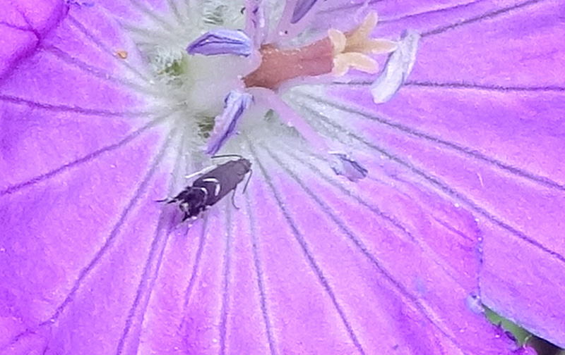 Glyphipterigidae: Glyphipterix sp.