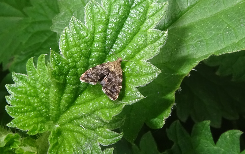 Anthophila fabriciana - Choreutidae