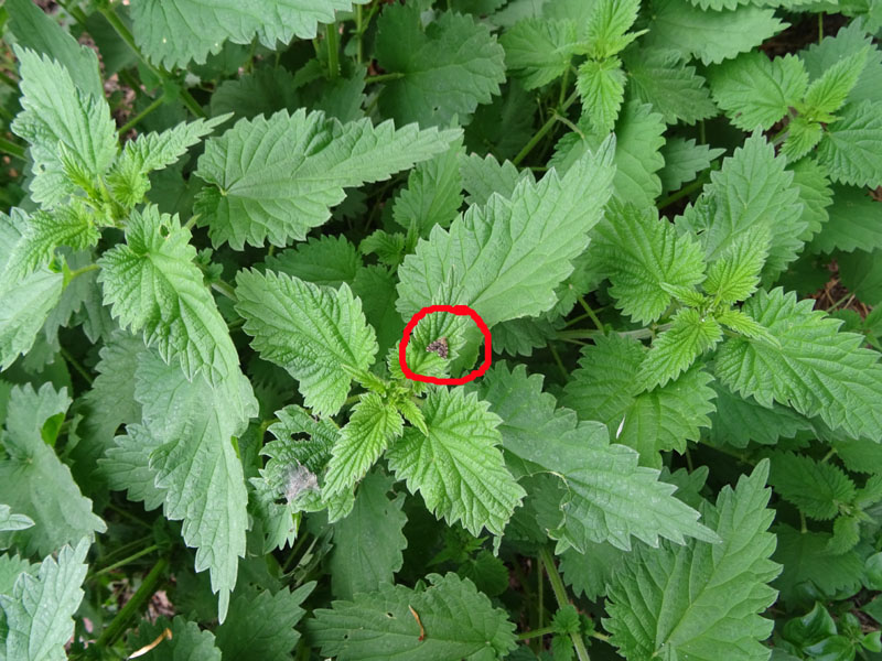 Anthophila fabriciana - Choreutidae