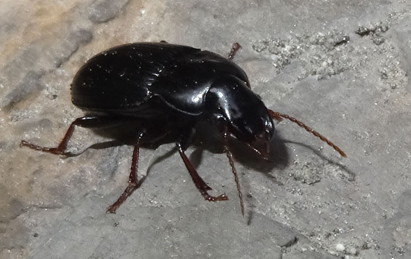 Carabidae: Harpalus cfr. atratus