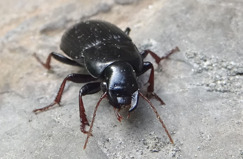 Carabidae: Harpalus cfr. atratus