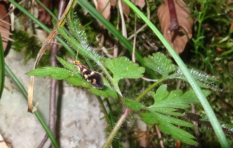 Micropterix schaefferi - Micropterigidae