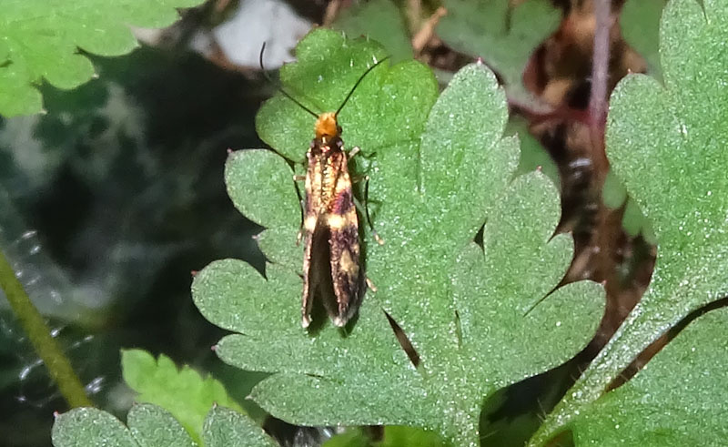 Micropterix schaefferi - Micropterigidae