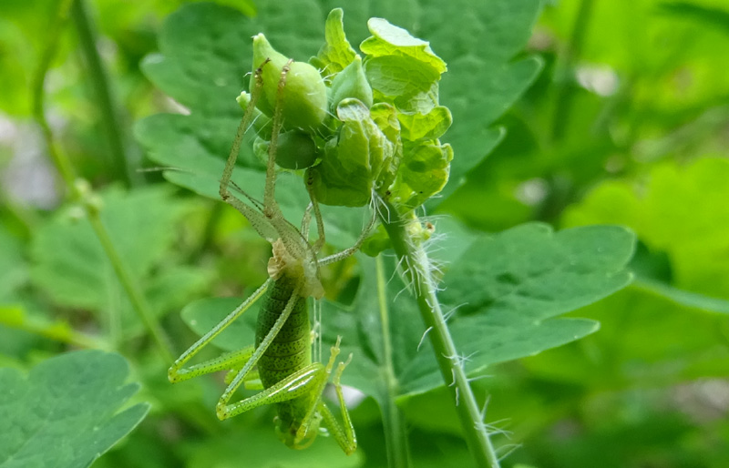 fase finale di una muta...... Leptophyes punctatissima ?