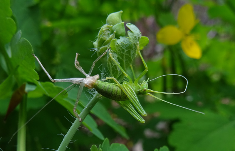 fase finale di una muta...... Leptophyes punctatissima ?