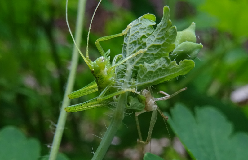 fase finale di una muta...... Leptophyes punctatissima ?