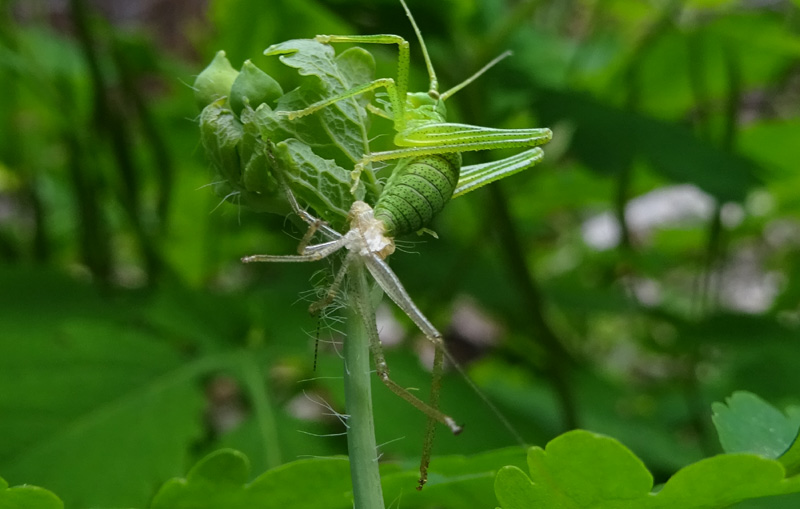 fase finale di una muta...... Leptophyes punctatissima ?