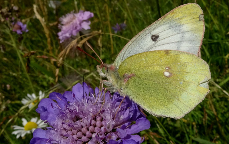 Colias phicomone - Pieridae