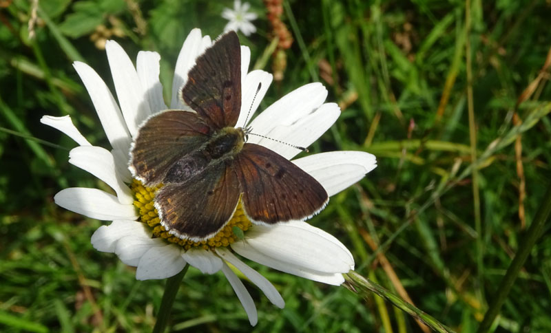 in trasparenza: Lycaena tithyrus subalpinus