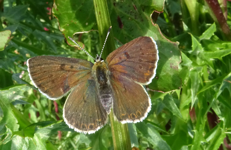 in trasparenza: Lycaena tithyrus subalpinus