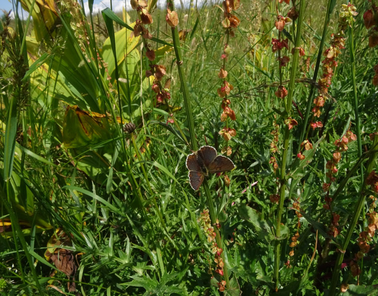 in trasparenza: Lycaena tithyrus subalpinus