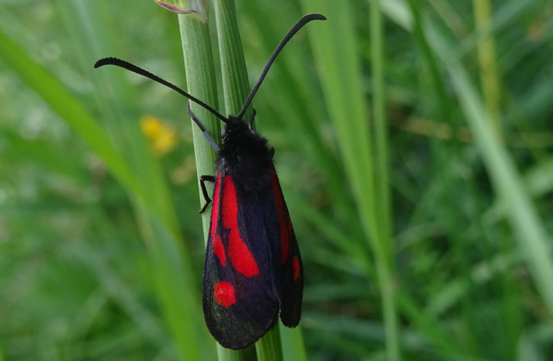 Zygaena romeo - Zygaenidae