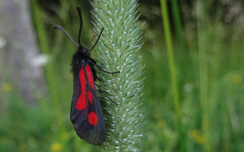 Zygaena romeo - Zygaenidae