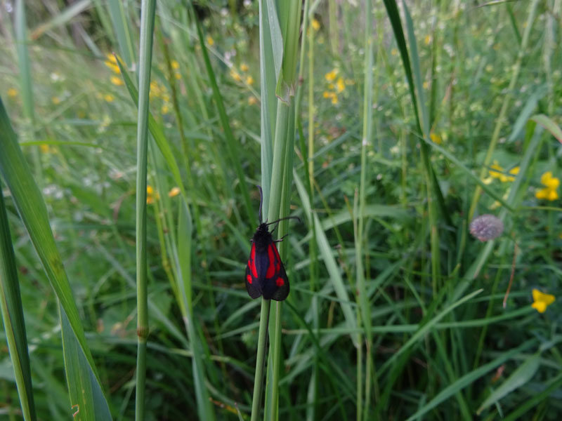 Zygaena romeo - Zygaenidae