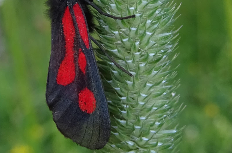 Zygaena romeo - Zygaenidae