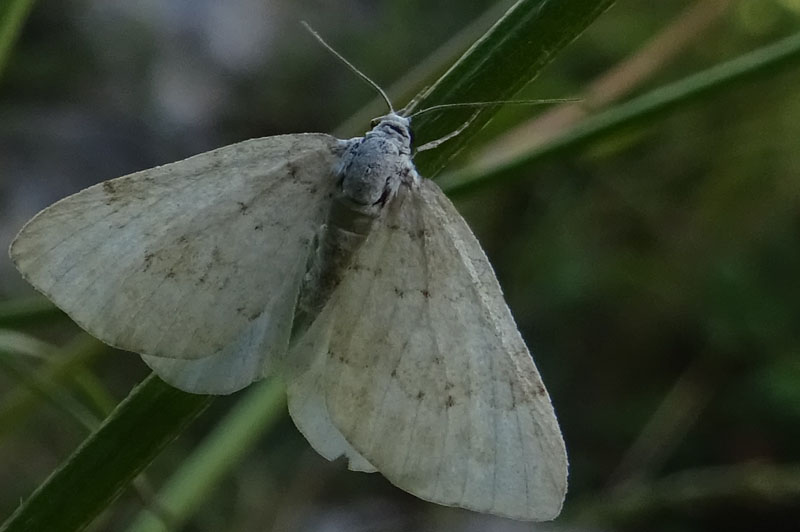 Geometridae Larentiinae sp.