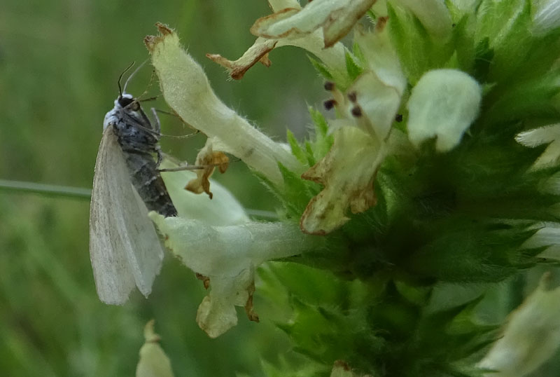 Geometridae Larentiinae sp.