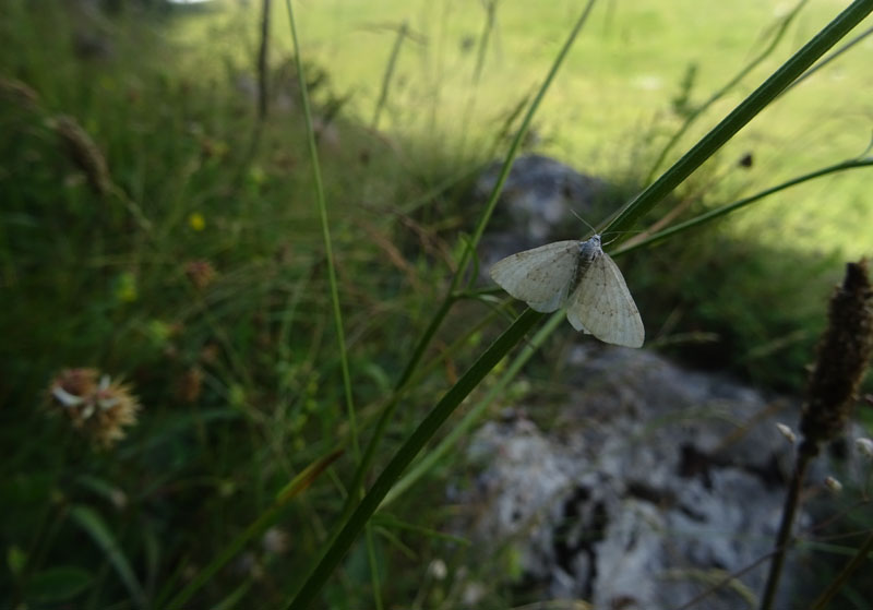 Geometridae Larentiinae sp.