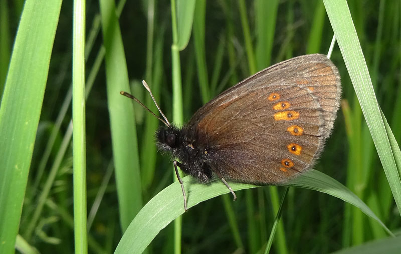 Erebia albergana - Nymphalidae Satyrinae