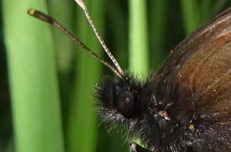 Erebia albergana - Nymphalidae Satyrinae