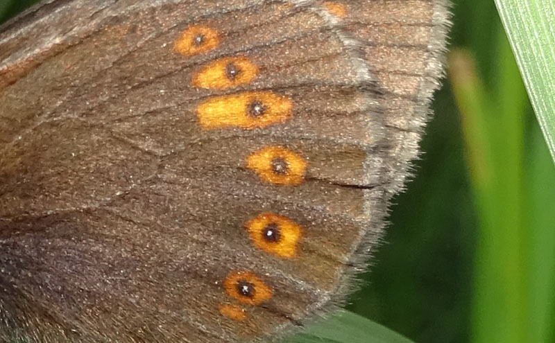 Erebia albergana - Nymphalidae Satyrinae