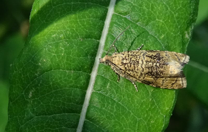 Celypha lacunana: Tortricidae