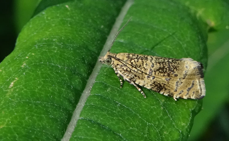 Celypha lacunana: Tortricidae