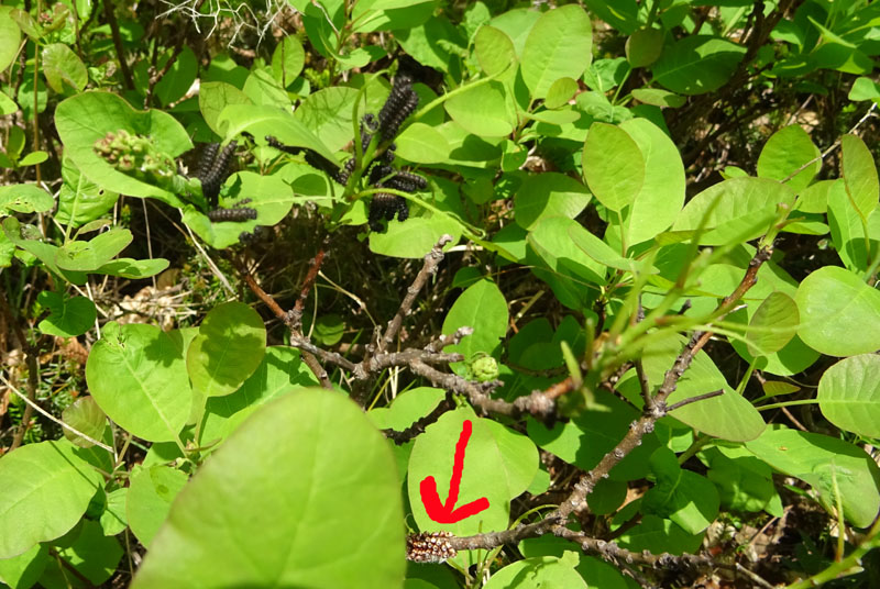 bruchi e uova: Saturnia pavoniella su Cotinus coggygria