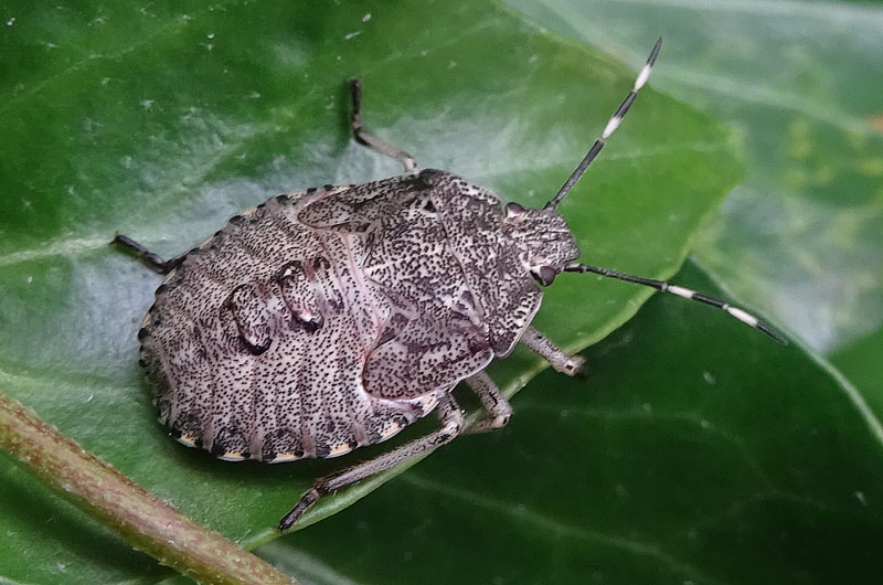 ninfa di Rhaphigaster nebulosa - Pentatomidae