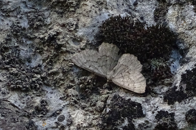 Gnophos obfuscata - Geometridae........dal Trentino