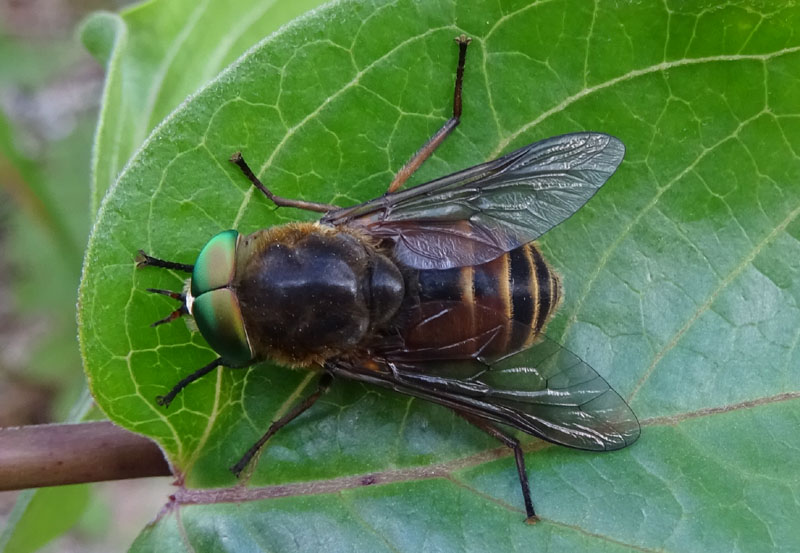 Philipomyia aprica - Tabanidae