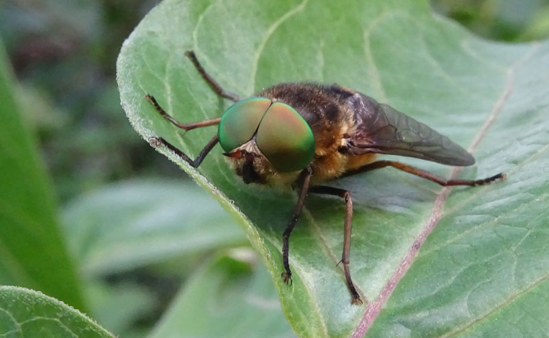 Philipomyia aprica - Tabanidae