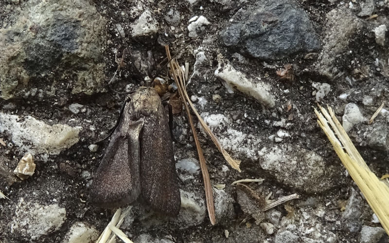 Crambus monochromellus (cfr.), Crambidae