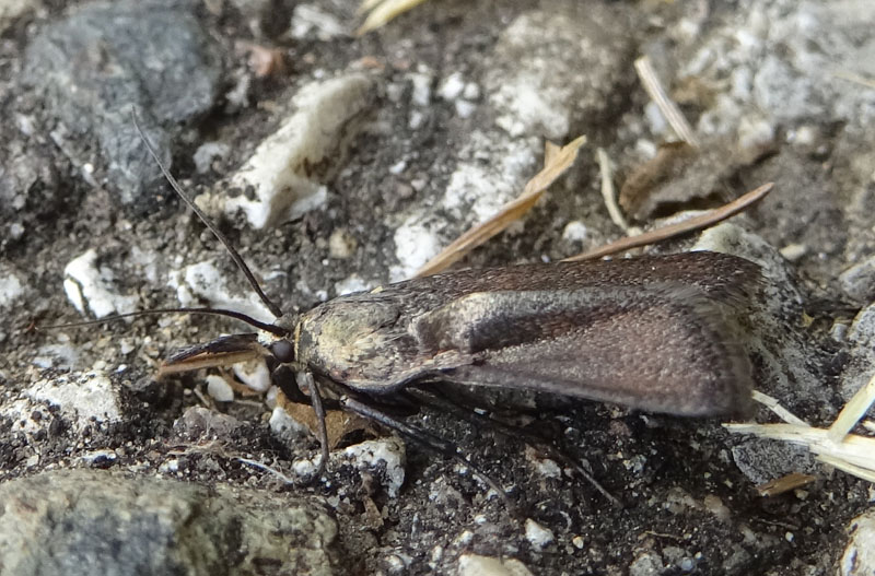 Crambus monochromellus (cfr.), Crambidae