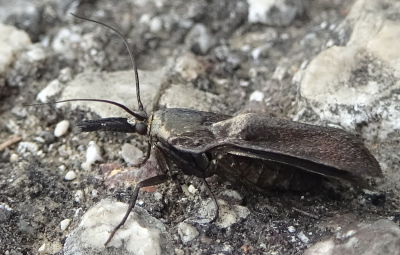 Crambus monochromellus (cfr.), Crambidae