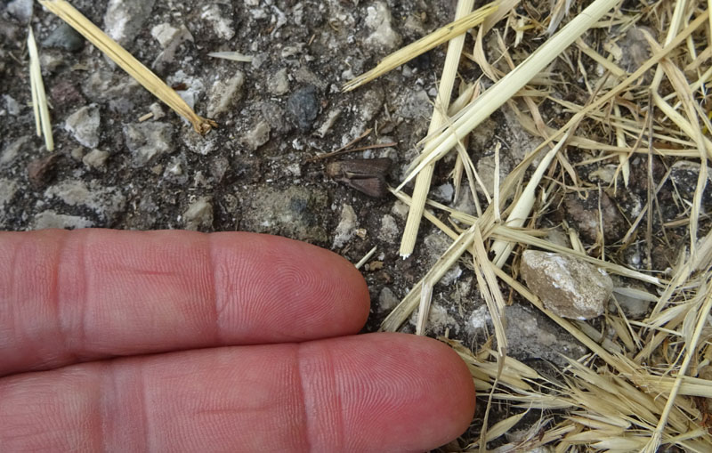 Crambus monochromellus (cfr.), Crambidae